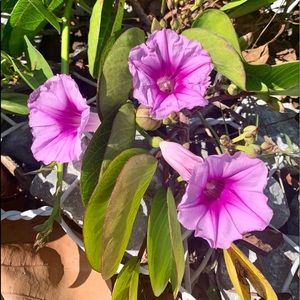 Meet your Posher, Barbara